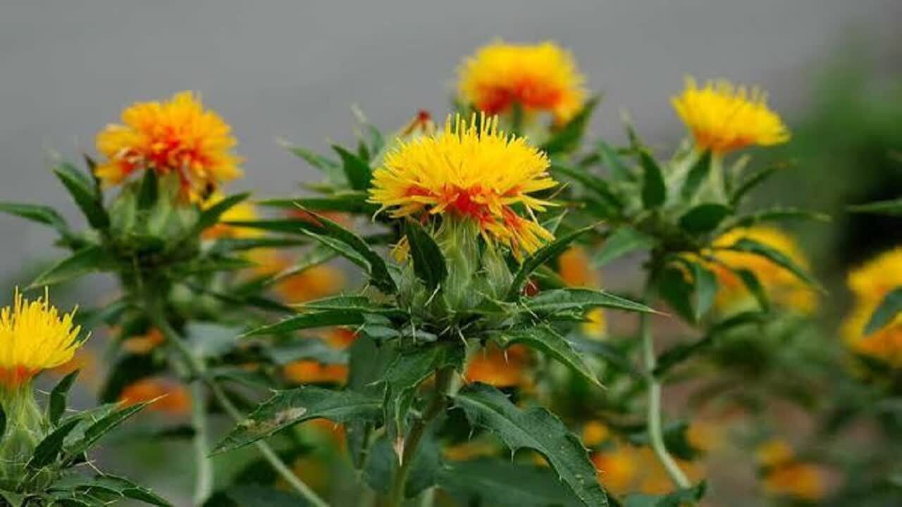 برداشت امید از مزارع گلرنگ کویر