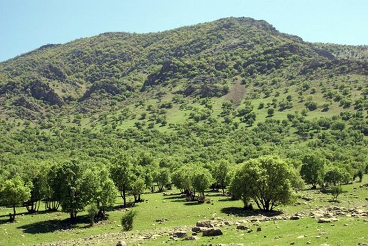 باشگاه خبرنگاران -بیش از ۹۵ درصد آتش سوزی‌ها عامل انسانی دارد