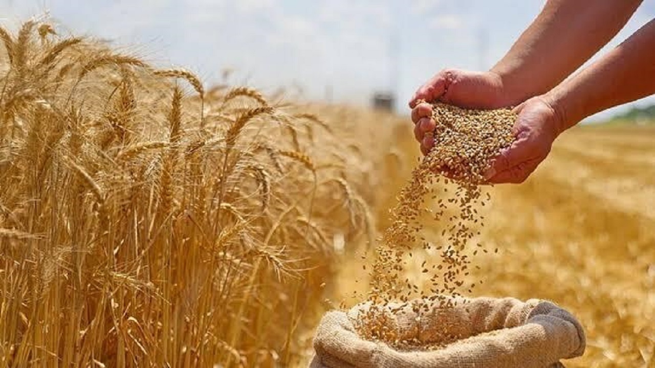 دولت ۹۰ هزار میلیارد ریال به گندم‌کاران قزوین بدهکار است