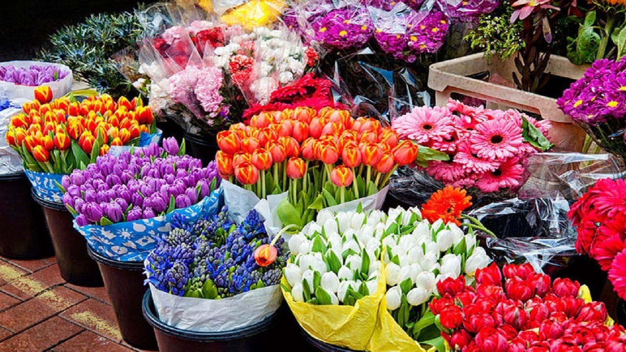 صادرات ۱.۶ میلیون شاخه گل رز از شیراز