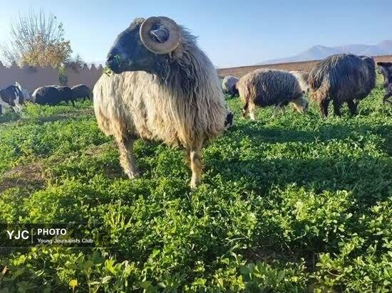 گام بلند برای توسعه «گوسفند کبوده» در فارس/آینده‌نگری برای حفظ ذخایر ژنتیکی دام بومی