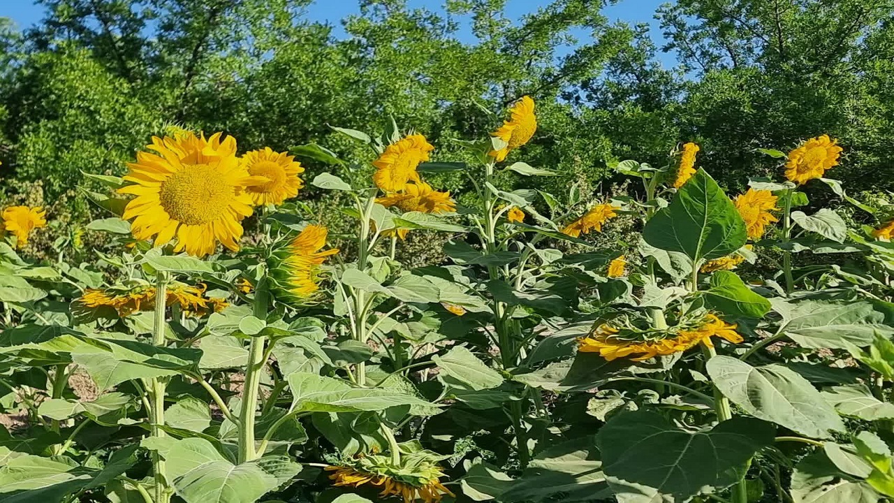 طلوع طلایی در آبیز