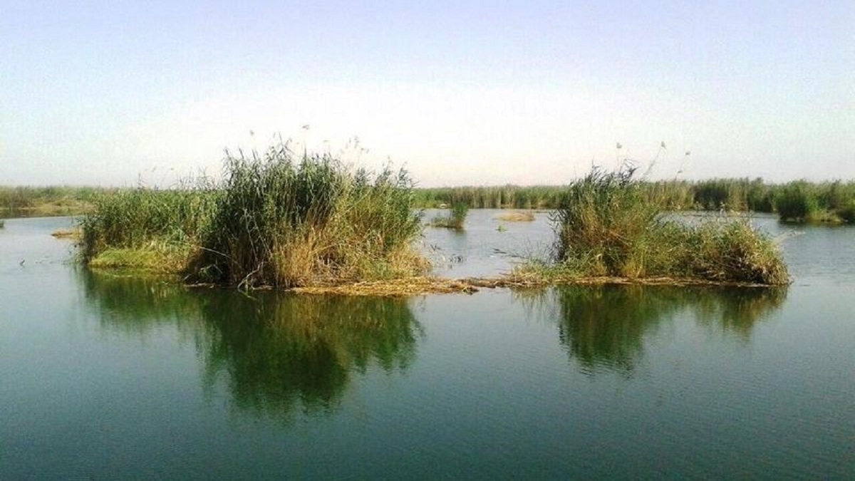 باشگاه خبرنگاران -لاهیجان‌زاده: شرایط تالاب شادگان در سال آبی جاری نسبتاً مطلوب شد