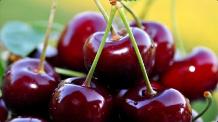 برداشت گیلاس از باغات سامان+ فیلم