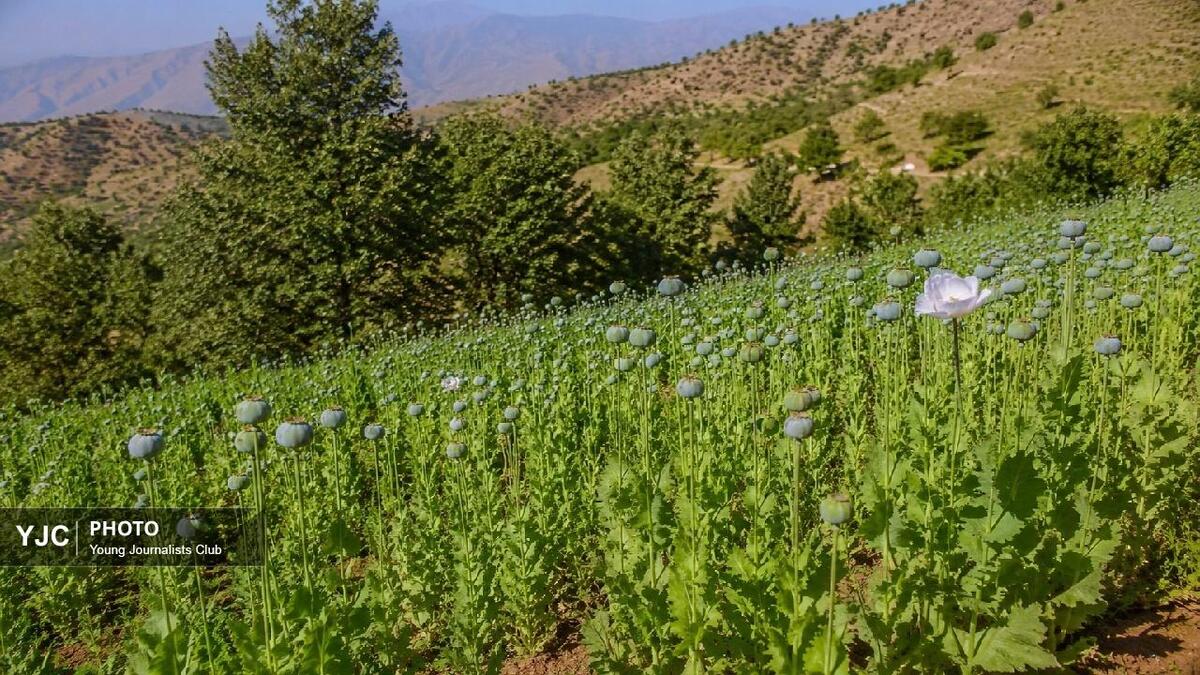 باشگاه خبرنگاران -گذار از کشت ممنوعه به اقتصاد سبز با کشت‌های جایگزین سودآور