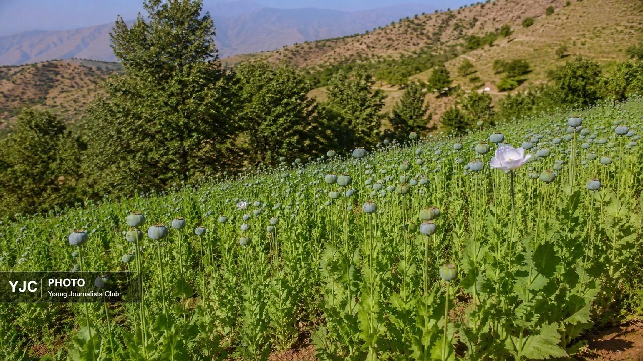 گذار از کشت ممنوعه به اقتصاد سبز با کشت‌های جایگزین سودآور