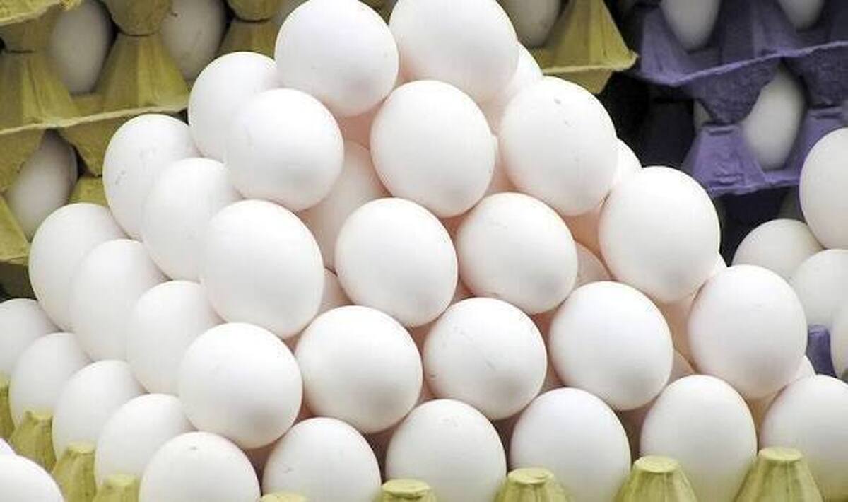 باشگاه خبرنگاران -بازار تخم مرغ متعادل است