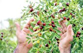 یاقوت‌های سرخ کویر در راه بازار