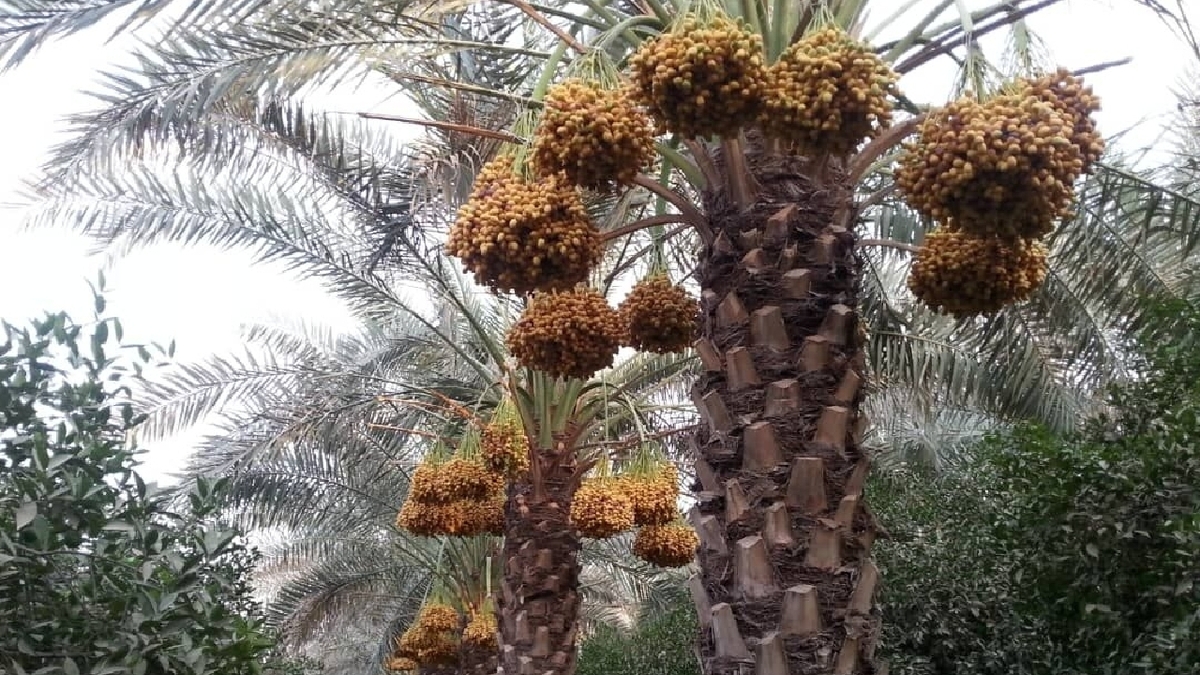 باشگاه خبرنگاران -بیش از ۶ میلیون اصله نخل مثمر در خوزستان؛ پیش‌بینی برداشت ۵۵۰ هزار تن خرما و رطب + اینفوگرافی
