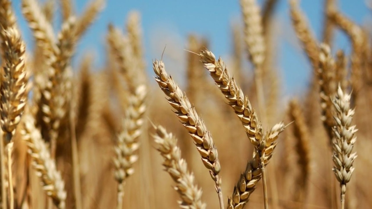 باشگاه خبرنگاران -پرداخت ۵۰ همت از مطالبات گندمکاران خوزستانی