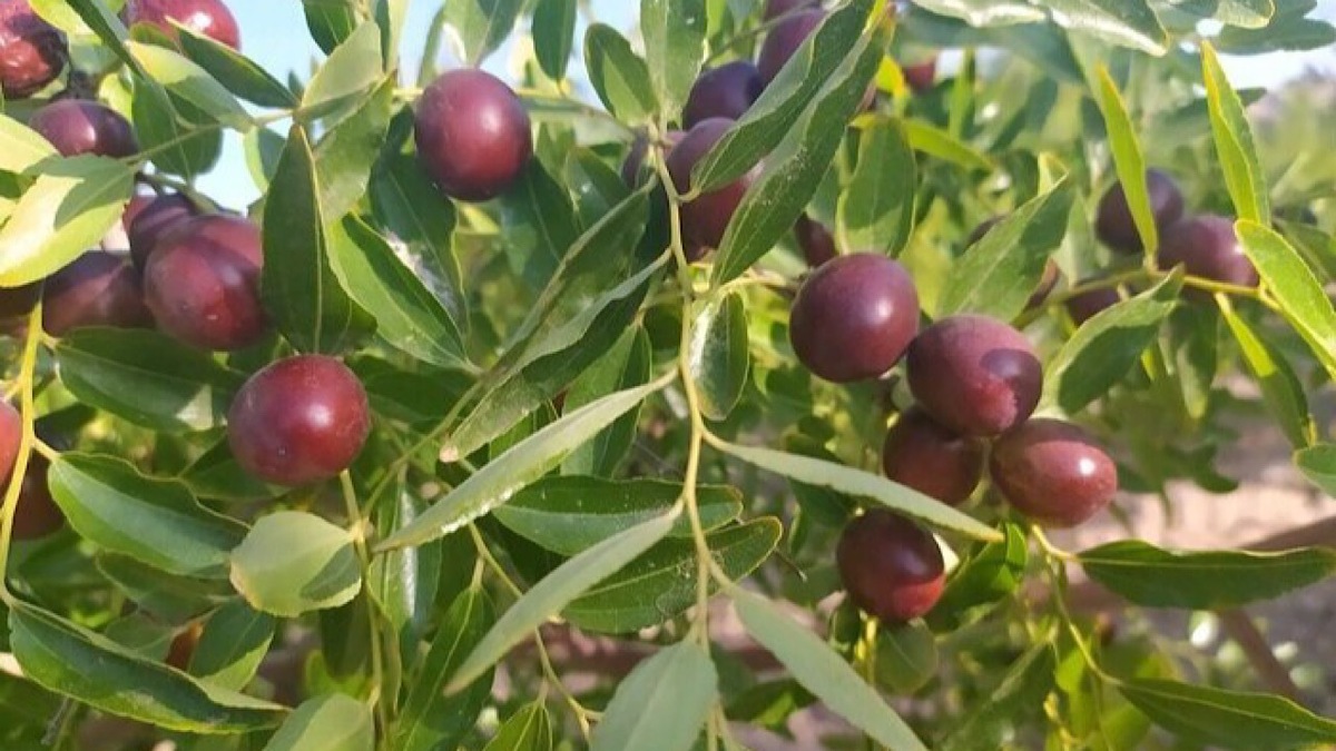 باشگاه خبرنگاران -روز‌های پرکار عناب کاران زیرکوه