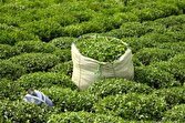 پیش‌بینی خرید ۱۲۰ هزار تن برگ سبز چای از باغداران گیلان و مازندران