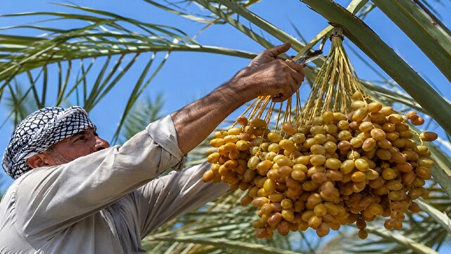 آغاز برداشت نوبرانه خارک و رطب در آبادان؛ پیش‌بینی تولید ۱۵۰ هزار تن خرما