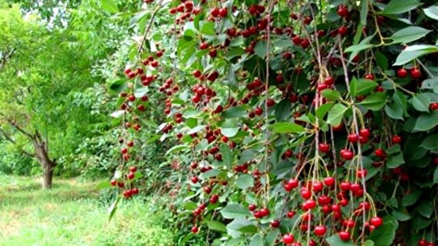 جدیدترین و مهمترین اخبار آذربایجان شرقی | خبرگزاری باشگاه خبرنگاران