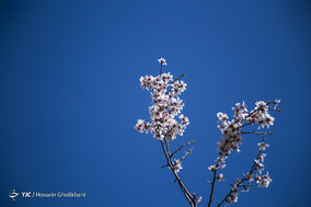 شکوفه‌های بهاری قزوین