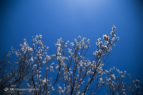 شکوفه‌های بهاری قزوین