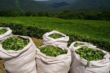مزارع چای در روسیه
