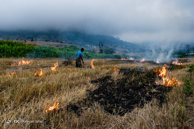 آتش به جان زمین/ آتش زدن مزارع کشاورزی در شمال کشور تهدیدی برای محیط زیست