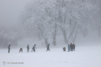 برف زمستانی در ارتفاعات جنگل توسکستان استان گلستان