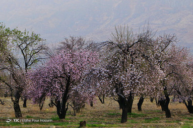 شکوفه های بهاری در شیراز