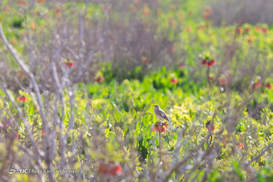 دشت لاله‌های واژگون کوهرنگ رویشگاه اصلی گونه گیاهی لاله واژگون با ۳۶۰۰ هکتار وسعت و در استان چهارمحال و بختیاری است