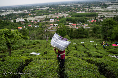 برداشت چای بهاره توسط چای‌کاران در ارتفاعات قلعه رودخان گیلان