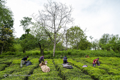 برداشت چای بهاره توسط چای‌کاران در ارتفاعات قلعه رودخان گیلان