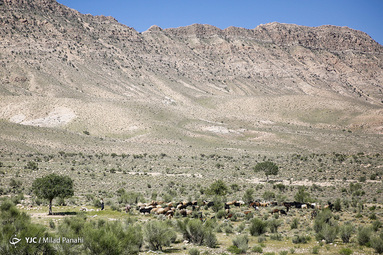 در فصل بهار دامداران محلی در شهرستان سروستان شروع به شستشو و پشم چینی گوسفندان میکنند