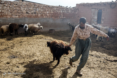 در فصل بهار دامداران محلی در شهرستان سروستان شروع به شستشو و پشم چینی گوسفندان میکنند