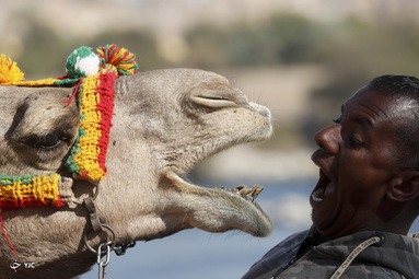 حسام ناصر 32 ساله با شتر خود در روستای نوبیان غرب سهیل، در کرانه غربی رودخانه نیل در اسوان مصر بازی می کند