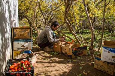 رسیدن میوه درختان خرمالو در حاشیه شهر شیراز و برداشت آن توسط کارگران در اواخر آبان انجام می شود