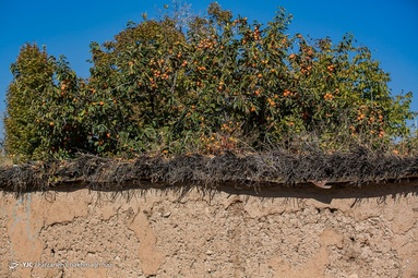 رسیدن میوه درختان خرمالو در حاشیه شهر شیراز و برداشت آن توسط کارگران در اواخر آبان انجام می شود