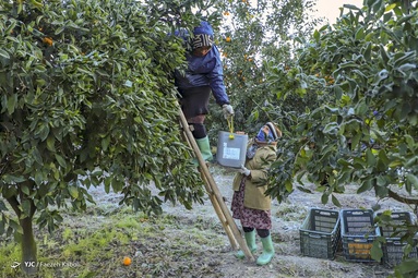 برای کسب روزی حلال این سرما را به جان می خرند و روزانه ۱۰تن محصول را از باغ برداشت می‌کنند