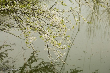 به شکوفه نشستن درختان در بهمن ماه - رشت