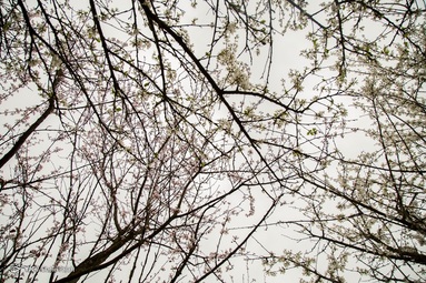 به شکوفه نشستن درختان در بهمن ماه - رشت