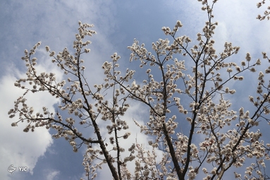 شکوفه‌های زیبای بهاری در خوی