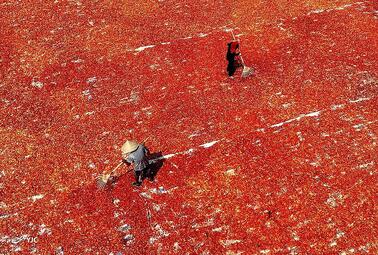 مزارع فلفل در شهر بوژو، چین 