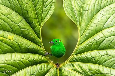 منطقه حفاظت شده  اکوادور/ عکس برنده رتبه نخست  در مسابقات عکاسی از  پرندگان در سال 2023