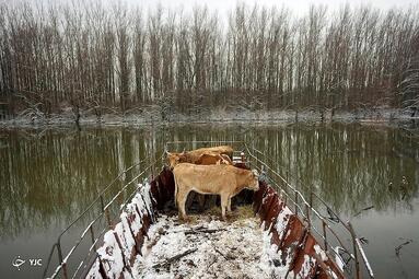 انتقال دام با قایق توسط کشاورزان در شهر کرچدین، صربستان 
