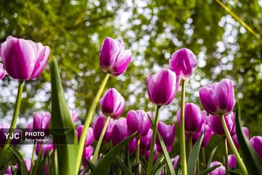 لاله های بهاری مهمان باغ ایرانی